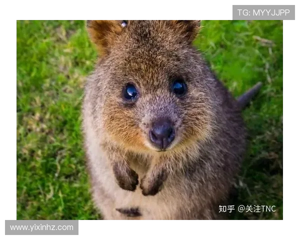 尼古拉武切维奇的传奇人生与科学贡献探秘